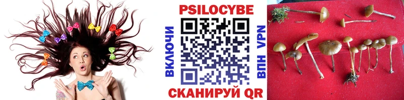 сколько стоит  Обь  Псилоцибиновые грибы Cubensis 